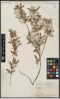 Foto von Salix acmophylla Boiss.